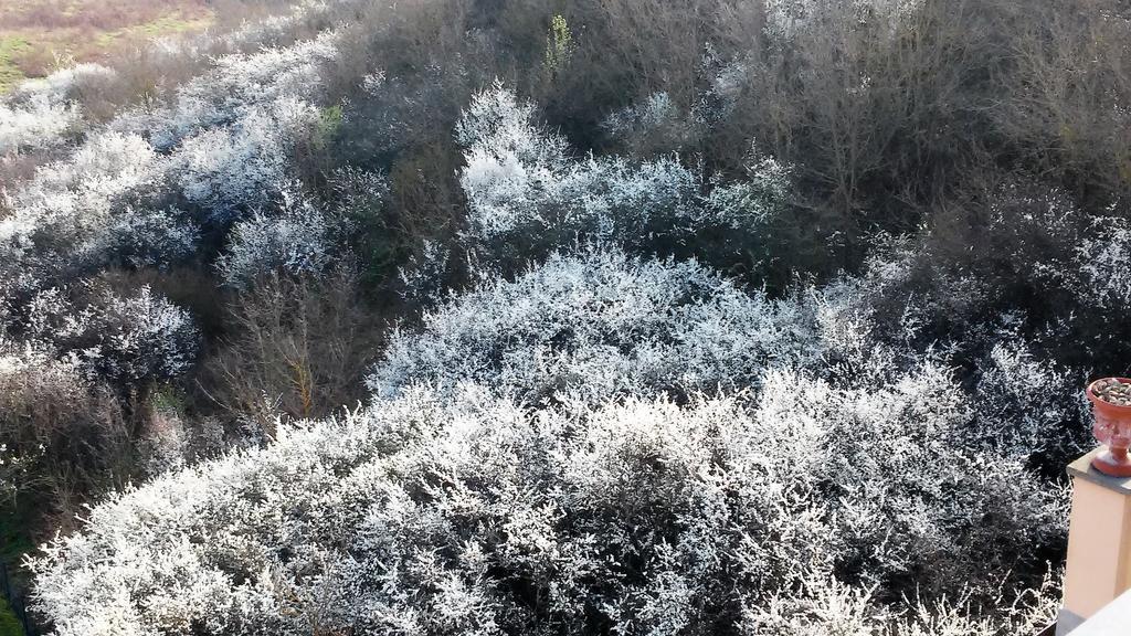Tenuta I Lecci Terranuova Bracciolini Eksteriør bilde
